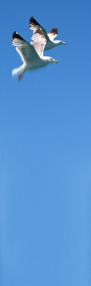 Couple de mouettes